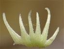  Calyx a part ( 6 lobes)